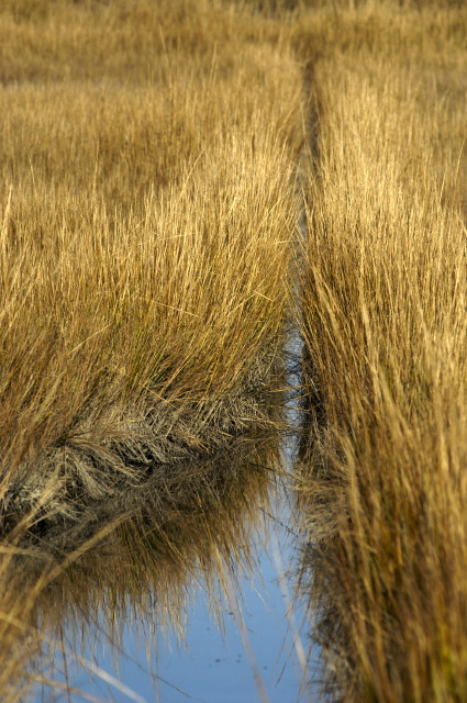 Marsh Grass