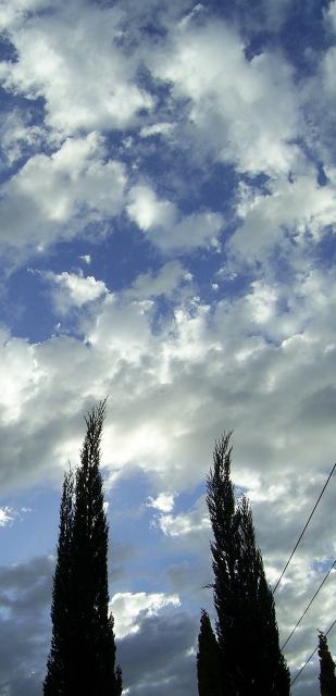 Suburban Trees