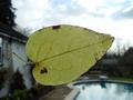 Be Yond ; Be Leaf