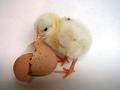 Which Came First?