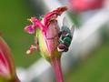 Green Fly