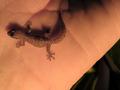 The Gecko Whisperer