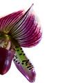 Paphiopedilum
