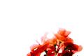the flowers of naivet&eacute; (buried in a layer of frost)
