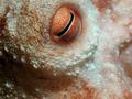 Eye of the Octopus