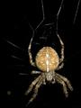 Araneus diadematus