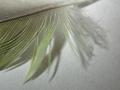 lovebird feather