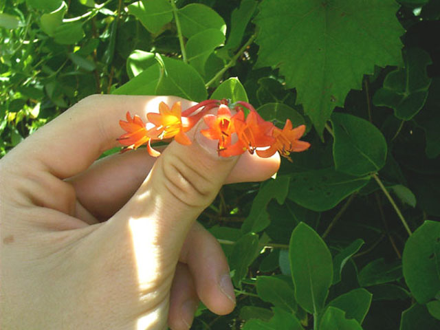 Miniature Trumpets