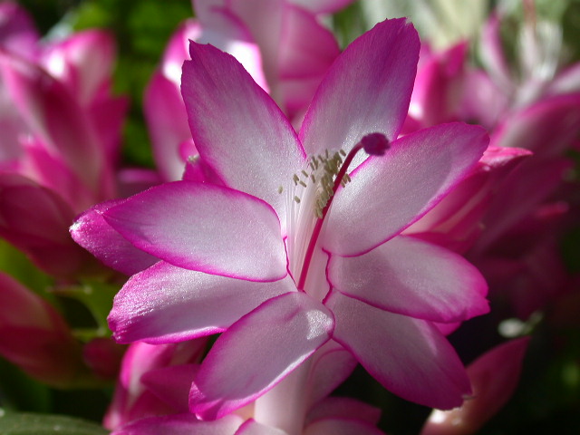 Christmas Cactus