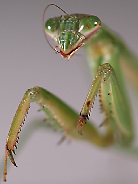 Antennae Maintenance