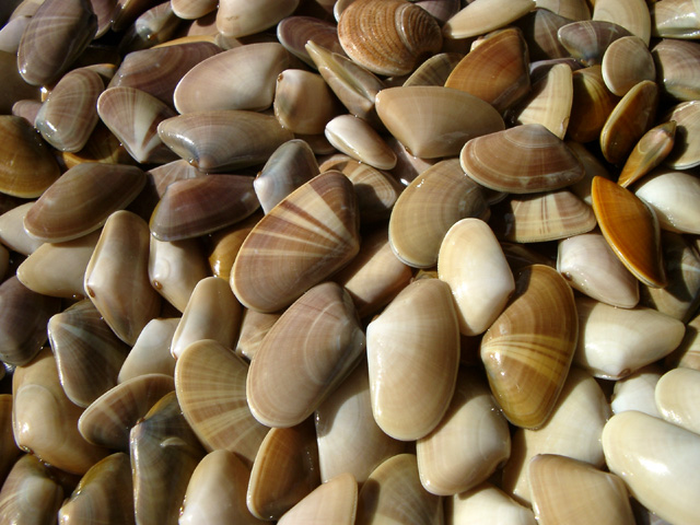 Mollusc