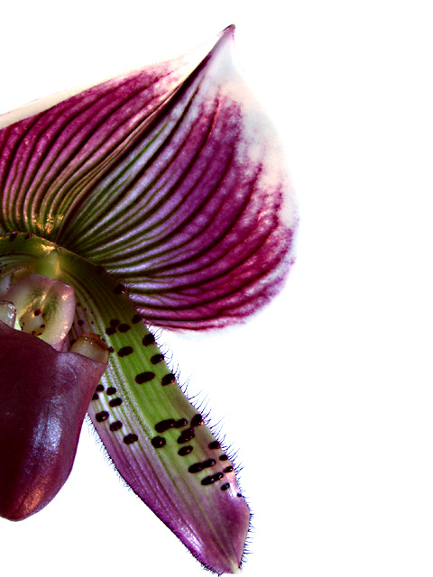 Paphiopedilum