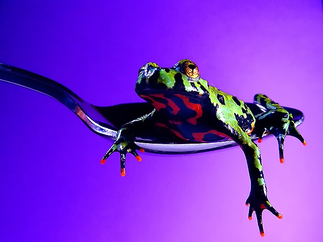 It's a Frog Eat Frog World