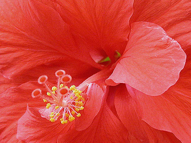 Red Hibiscus