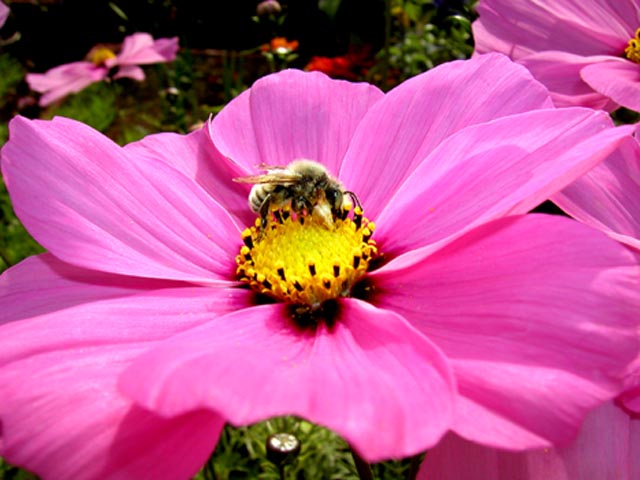 Bee