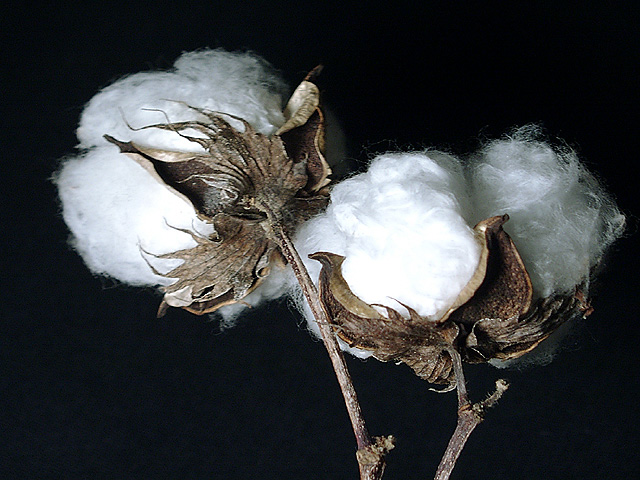 Cotton