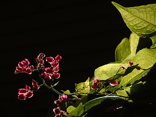 Coral Vine