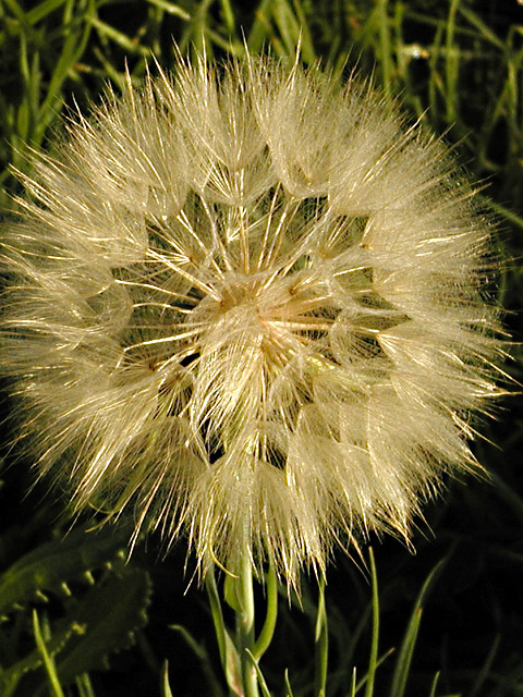 Dandelion Puff @ Sunrise