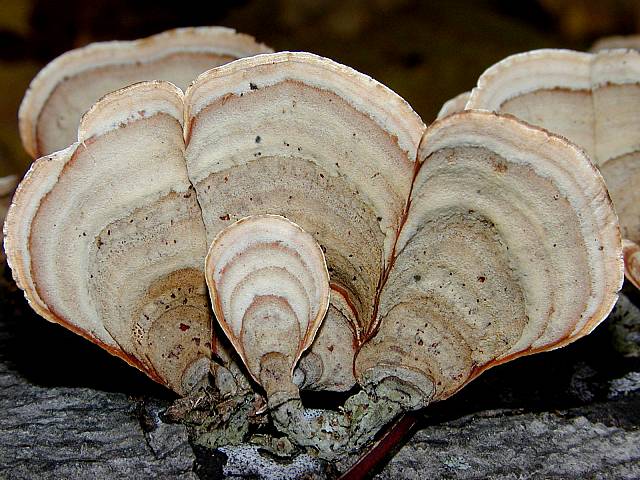 Shelf Mushrooms...Fungi