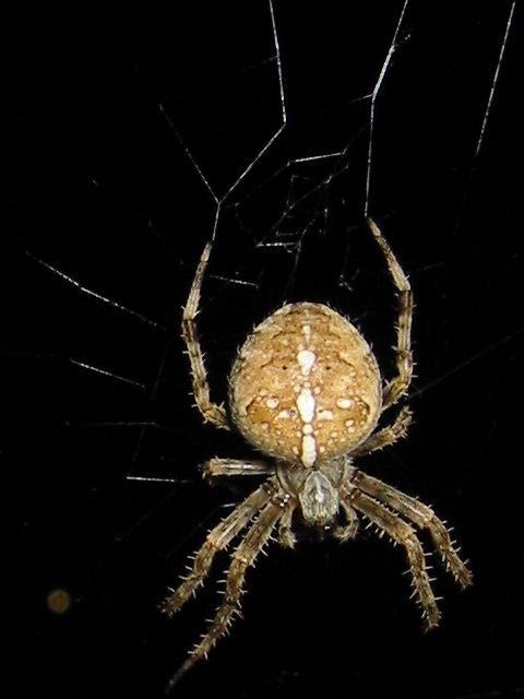 Araneus diadematus