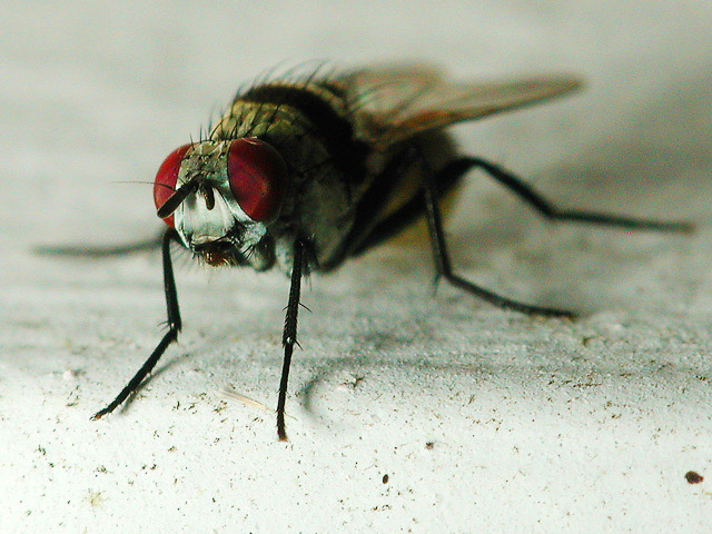 The Fly