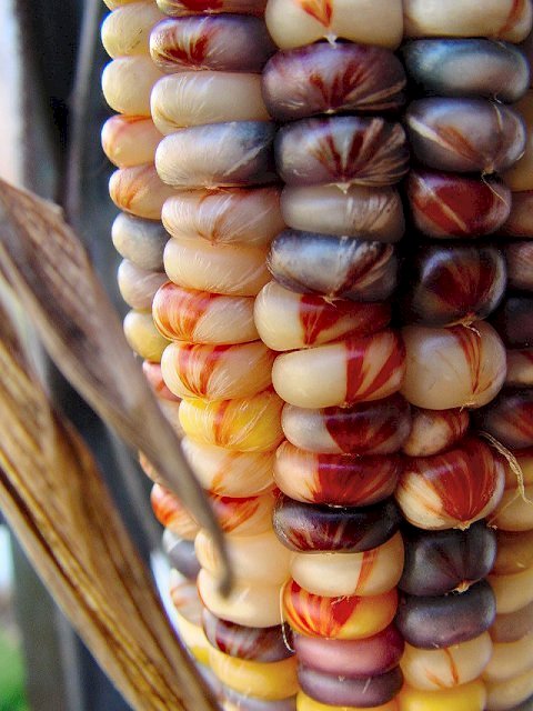 corn, filmed in Technicolor(tm)