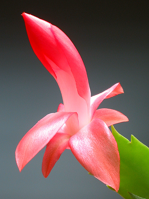 Early Christmas Cactus