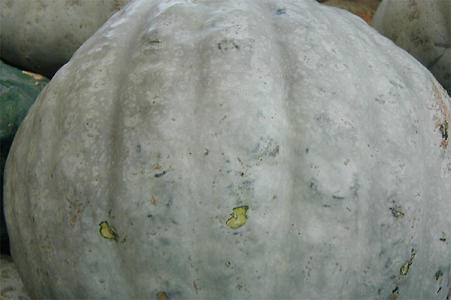 Ghostly Gourd