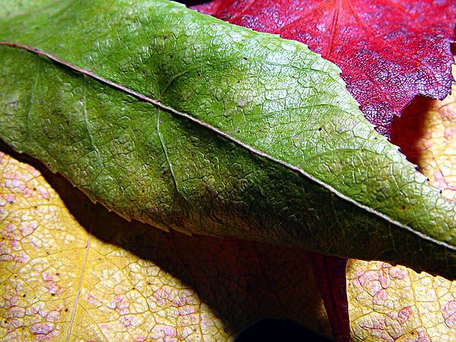 Autumn