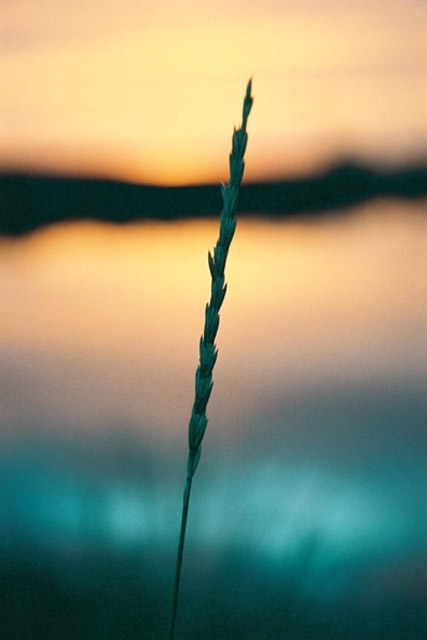 Grass in the sunset