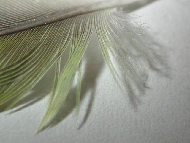 lovebird feather