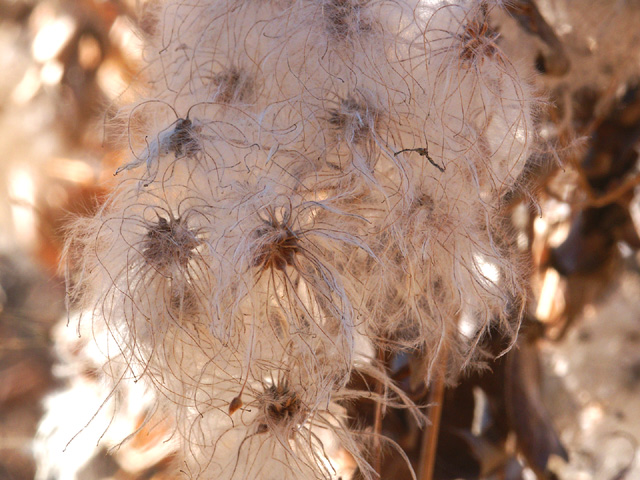 Seedlings await the wind