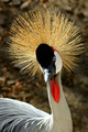 Some people call me "Odd Bird".