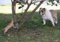 Big male Bulldog versus small female Chihuahua