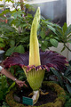 Titan Arum Flower