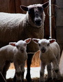 Ewe's Blue Trio