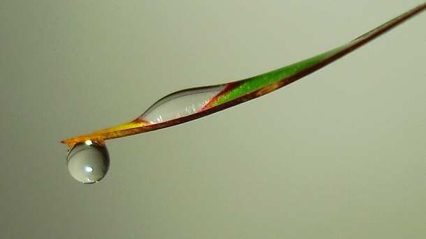 Single leaf
