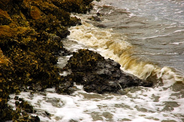 Eroded Rocks or Sealife?