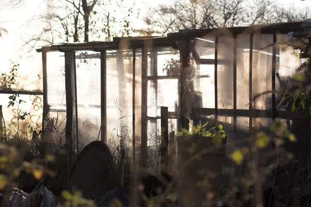 The Longing for a Greenhouse