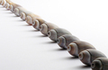Line of Shells