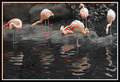 My Yard Flamingo Collection