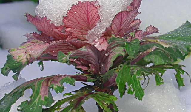 Decorative Cabbage in the Snow