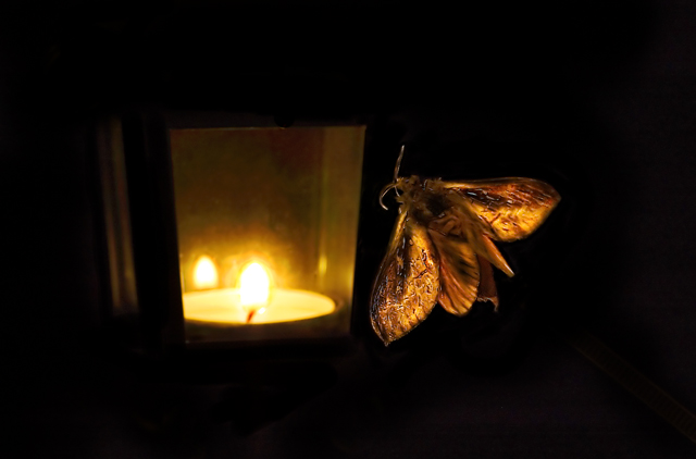 A moth to the flame.