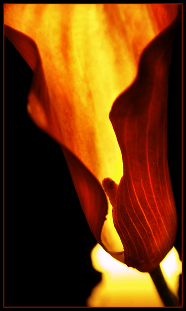 Flame Flower