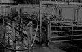 What time do the cows get milked?!!