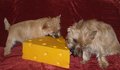 We love Cheese!