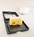 It's not the fault of the mouse but of the one who offers him the cheese