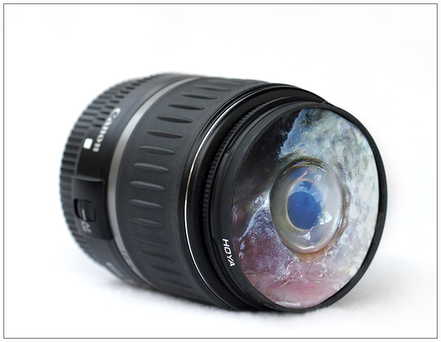 Introducing Canon's Newest Fisheye Lens