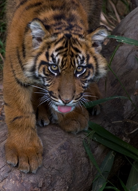 Stops four paws on tigers wood cat walk.