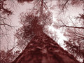  Dendrophobia... fear in the middle of the forest